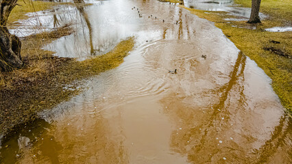 Spring thaw after rain flooding river with ducks