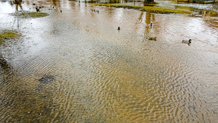 Spring thaw after rain flooding river with ducks