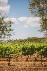 Fototapeta na wymiar vue sur des vignes depuis un champ d'oliviers au sud de la france