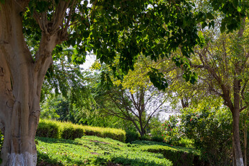 trees in the park