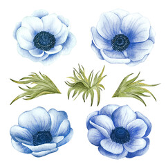Painted Watercolor Anemone Flower. Blue wedding anemone illustration