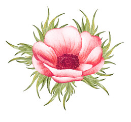 Painted Watercolor Anemone Flower. Red wedding anemone illustration