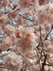 Japanische Kirschblüte / Japanese Cherry Blossom