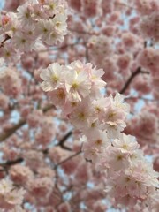 Fototapeta premium Japanische Kirschblüte / Japanese Cherry Blossom