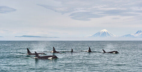 Killer whales on the background of mountains and volcanoes. Kamchatka Peninsula, Russia. Travel,...