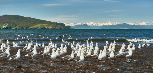 Travel and tourism in Kamchatka, Russia. Seagulls on the background of the sea and rocks