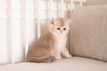 long-haired british kittens