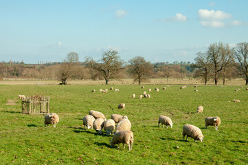 Summertime scenery around Herefordshire, England.