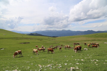 Fototapeta premium Producers dealing with agriculture and animal husbandry are having a hard time due to increasing expenses.Turkey