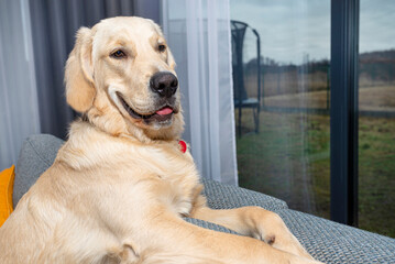 A young male golden retriever lies on the couch backrest in the living room of the home.