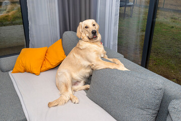 A young male golden retriever lies on the couch backrest in the living room of the home.