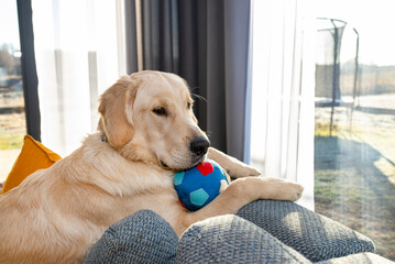 A young male golden retriever is lying on the couch backrest in the living room of the house,...