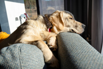 A young male golden retriever lies on the couch backrest in the rays sun in living room of the home.