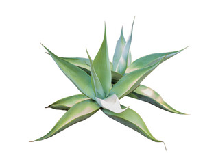 Agave plant isolated on white background.This has clipping path.
