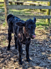 bull terrier in the field