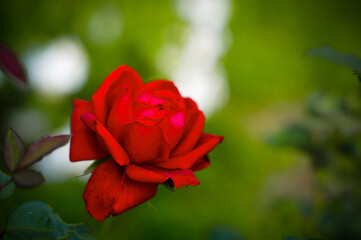 beautiful red rose in the garden. Happy mother's day greeting card, happy birthday with place for text. Growing flowers in the garden