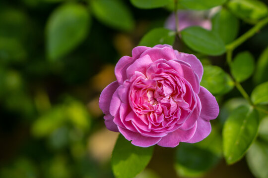 Rose - Flower, Rose Colored, Bush, Pink Color, Plant