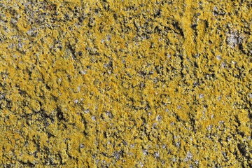 Old concrete wall with yellow moss texture