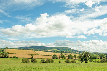 Obraz premium Summertime scenery around Herefordshire, England.