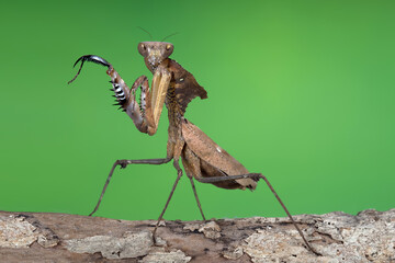 Brown Praying Mantis on green background. Closeup of a praying mantis insect.