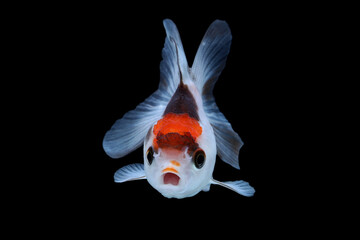 An indication of healthy Calico Goldfish (Carassius auratus) is active swimming.