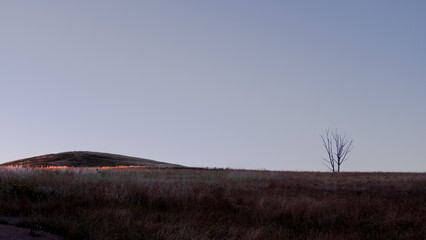 Fototapeta premium Single Tree at dusk