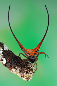 Buffalo Horn Spider (Macracantha arcuata) origin Indonesia is a rare species.