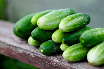 harvest of cucumbers in the garden. growing healthy and tasty vegetables. Organic agriculture in village