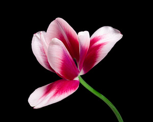 Beautiful red-white blooming tulip with green stem isolated on black background. Studio close-up shot.