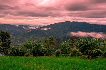 Natural blurred background of fog scattered among trees in the morning, with soft sunlight from the sun, seasonal beauty.