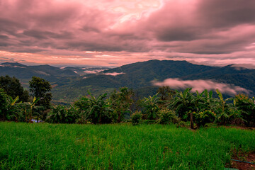 Natural blurred background of fog scattered among trees in the morning, with soft sunlight from the sun, seasonal beauty.