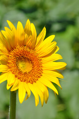 ひまあり　黄色　緑　アップ　縦位置