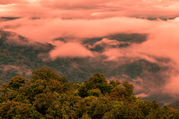 Natural blurred background of fog scattered among trees in the morning, with soft sunlight from the sun, seasonal beauty.