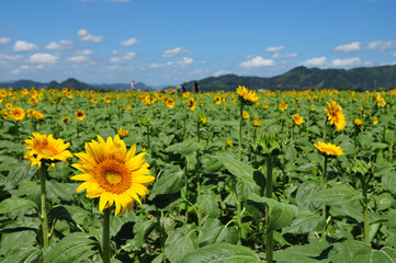 ひまわり　青空　笠岡　黄色　緑