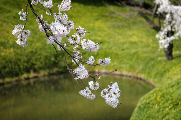 春の東京の小石川後楽園の桜
