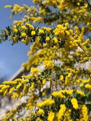 yellow flowers in spring