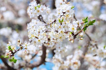 Blooming cherry tree in spring on a blurred natural background. selective focus,. springtime wallpaper