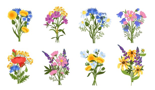 Meadow flowers bouquets. Beautiful blossom plants, cute compositions, colorful poppies, dandelions and sunflowers, spring summer botany herbal bundle for decoration, vector set