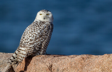 Fototapeta premium A snowy owl in Connecticut