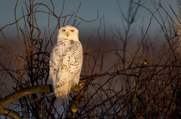 Obraz premium A snowy owl in Connecticut