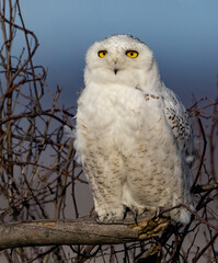 A snowy owl in Connecticut 