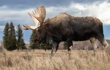 Moose in Grand Teton National Park 
