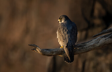 Obraz premium Peregrine Falcon in New Jersey 