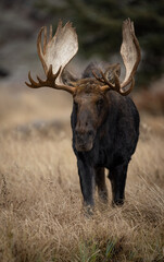 Naklejka na ściany i meble Moose in Grand Teton National Park 