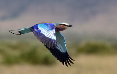 Lilac breasted roller in Africa 