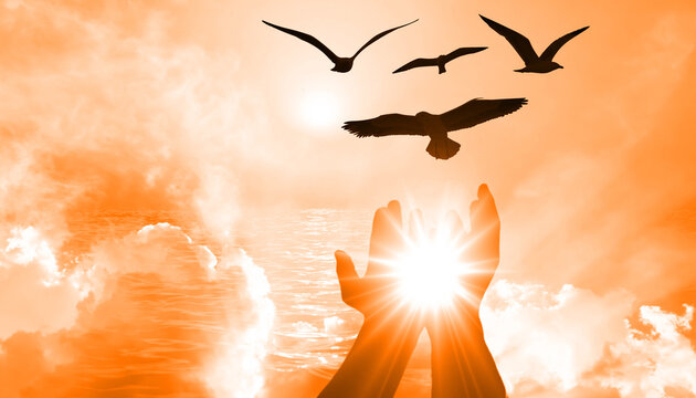 Praying hands with flying Birds on Sky Cloud Heaven Sunset background. Hope, Wishes and Freedom Concept 