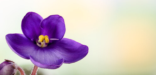Closeup of african violet flower with colorful background