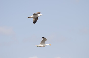Yellow-legged gulls Larus michahellis atlantis in flight. El Confital. La Isleta. Las Palmas de Gran Canaria. Gran Canaria. Canary Islands. Spain.
