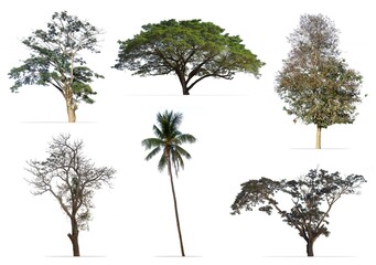 Fototapeta premium Collection of tree isolated on white background