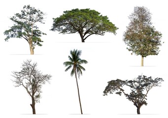 Collection of tree isolated on white background